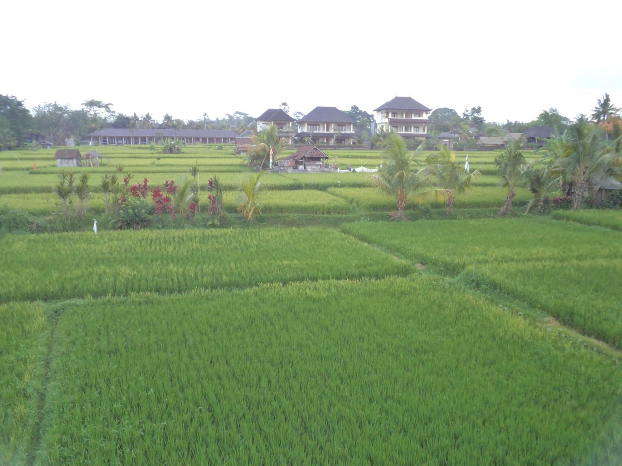 Ala'S Green Lagoon Ubud Extérieur photo