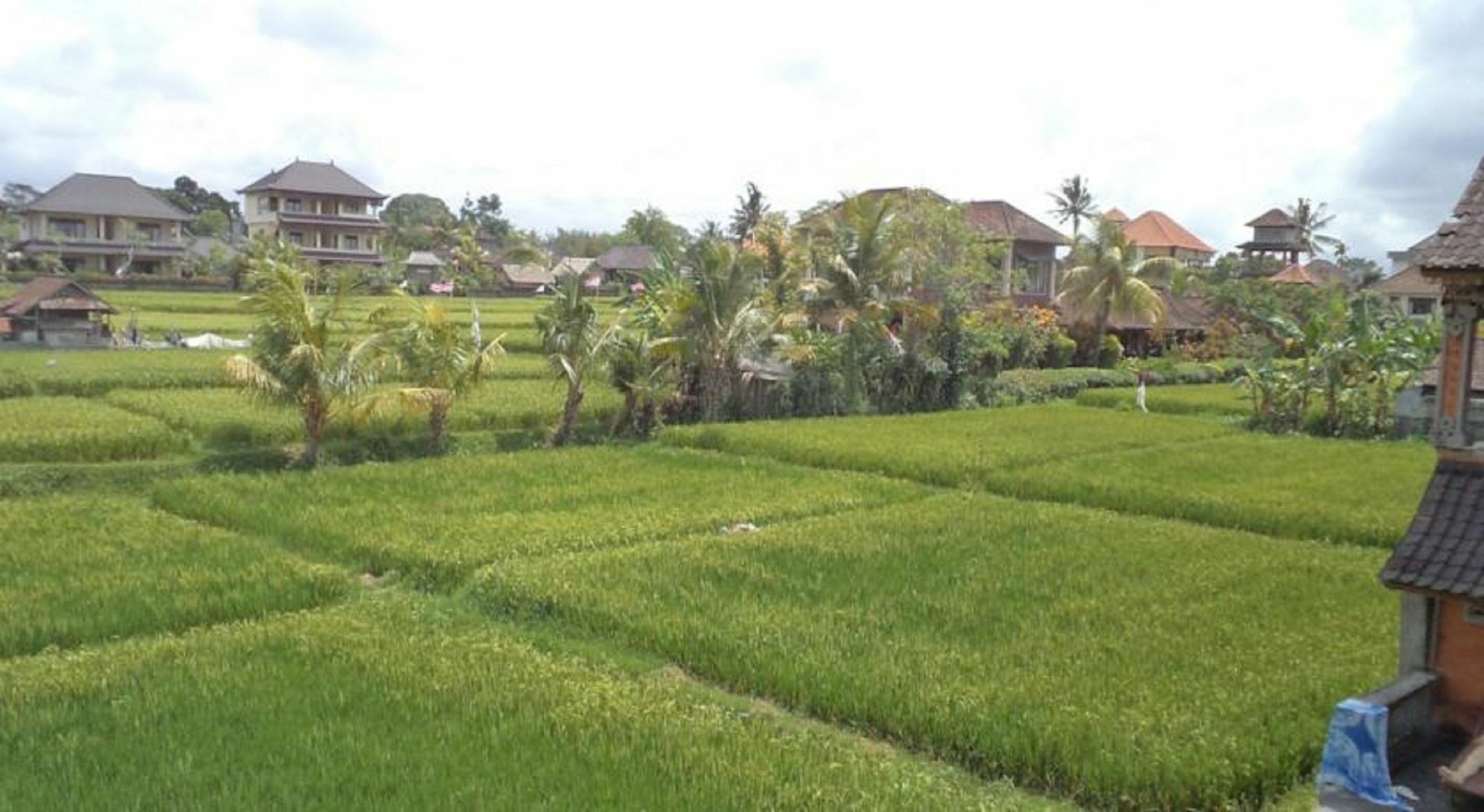 Ala'S Green Lagoon Ubud Extérieur photo